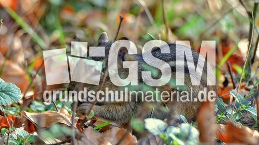 Streifenhörnchen (3).jpg